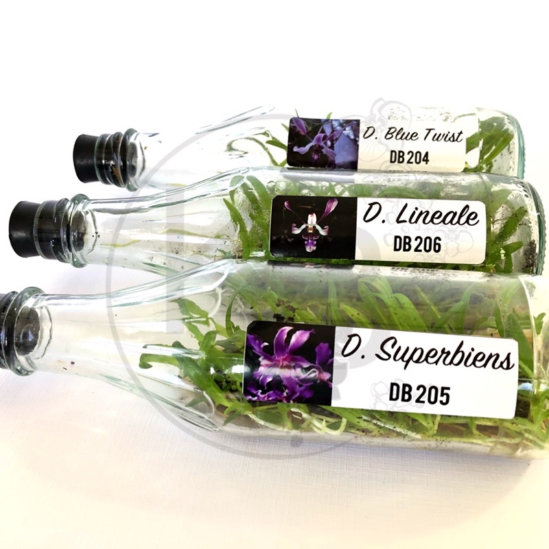 Anggrek Dendro Dalam Botol Koleksi | Bibit Anggrek dendro | Anggrek Dendrobium