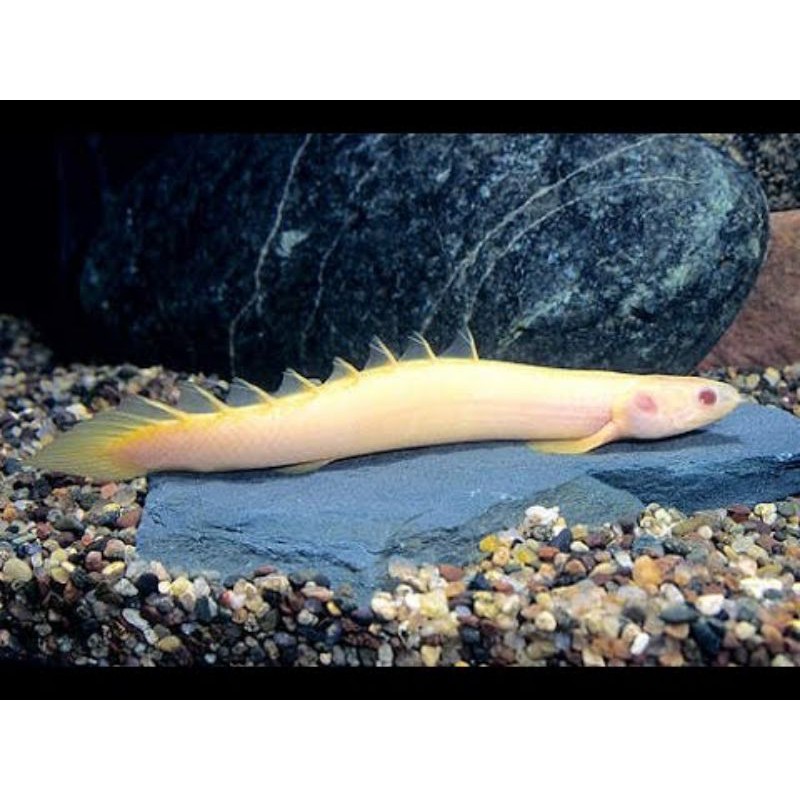 ikan hias palmas albino palmas naga albino