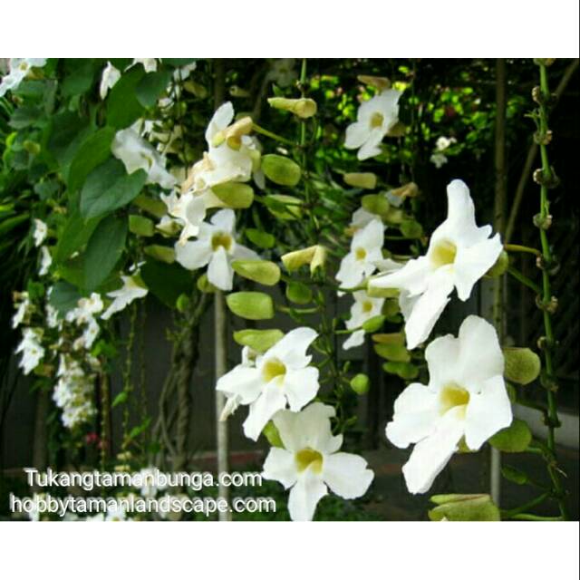 Tanaman Thunbergia Tanaman Hias Thunbergia Putih