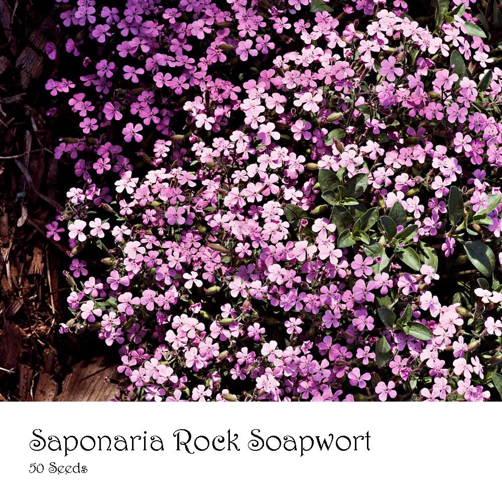 PlantaSeed - 50 Seeds - Saponaria Rock Soapwort Biji Bunga - PAS0232