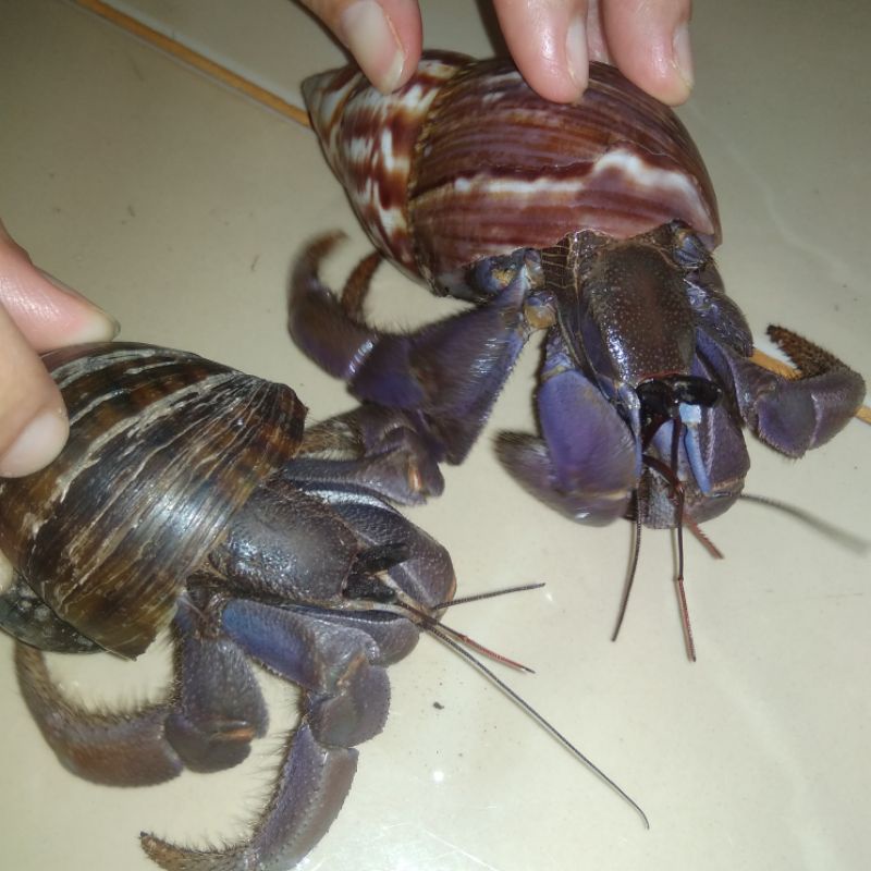 Kelomang Umang Umang Ukuran XL