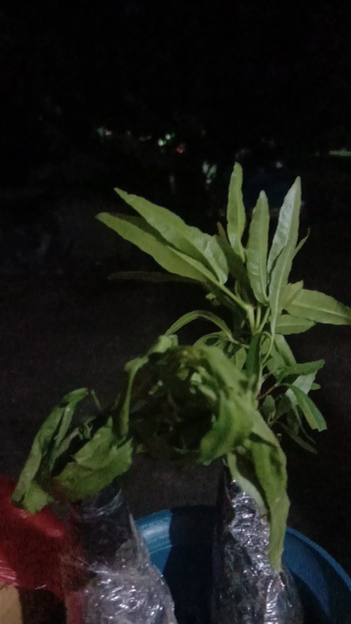 Tanaman Hias Zodia - Tanaman Anti Nyamuk