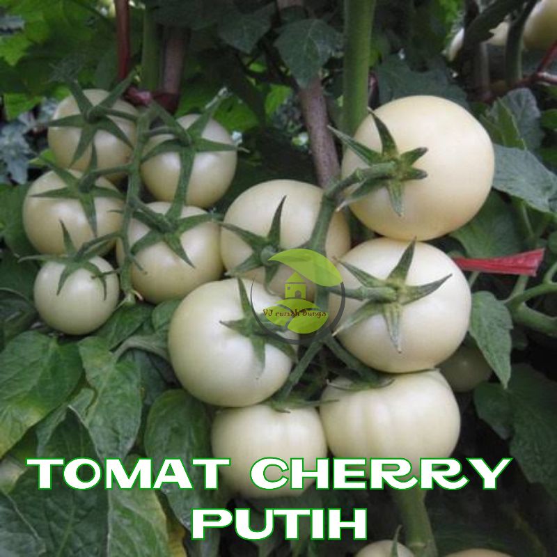 Benih Bibit Tomat Putih Tomato Great White