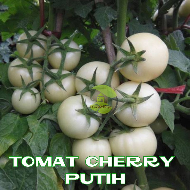 Benih Tomat Cherry Merah Manis Cherry Tropical Ruby Cherry Rampai Cherry Kuning