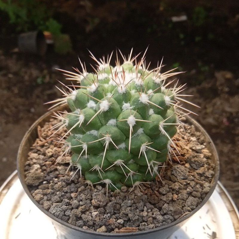 kaktus mamil durian ownroot