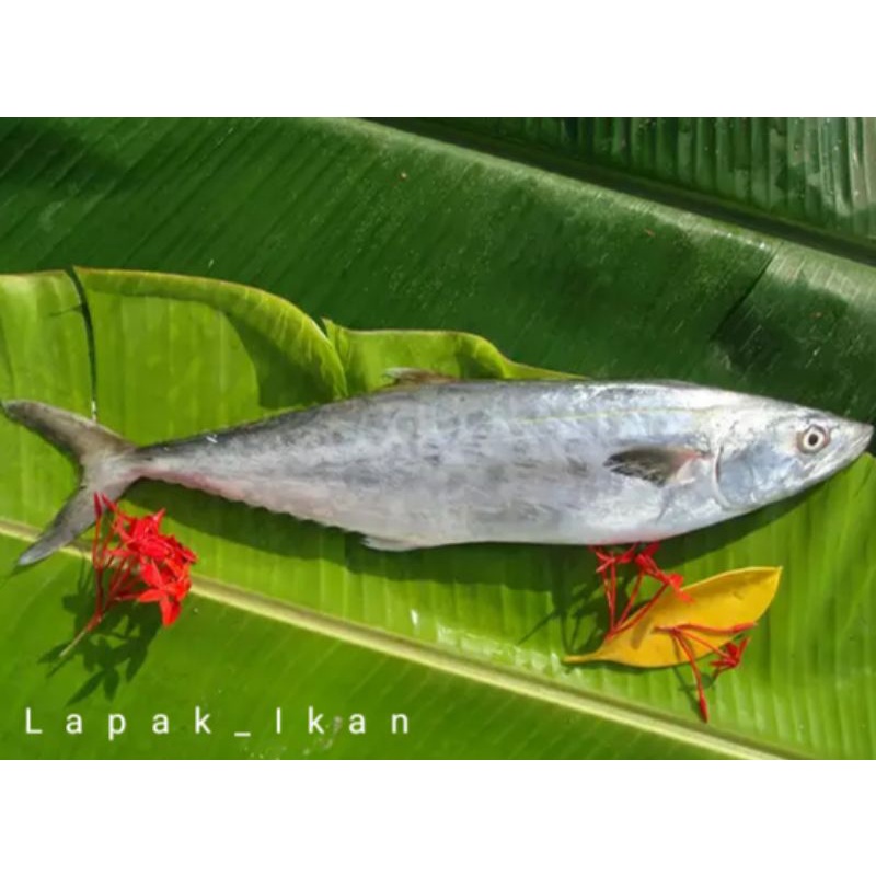 

Ikan Tenggiri 1Kg Hasil Laut SEGAR Dan BERGARANSI