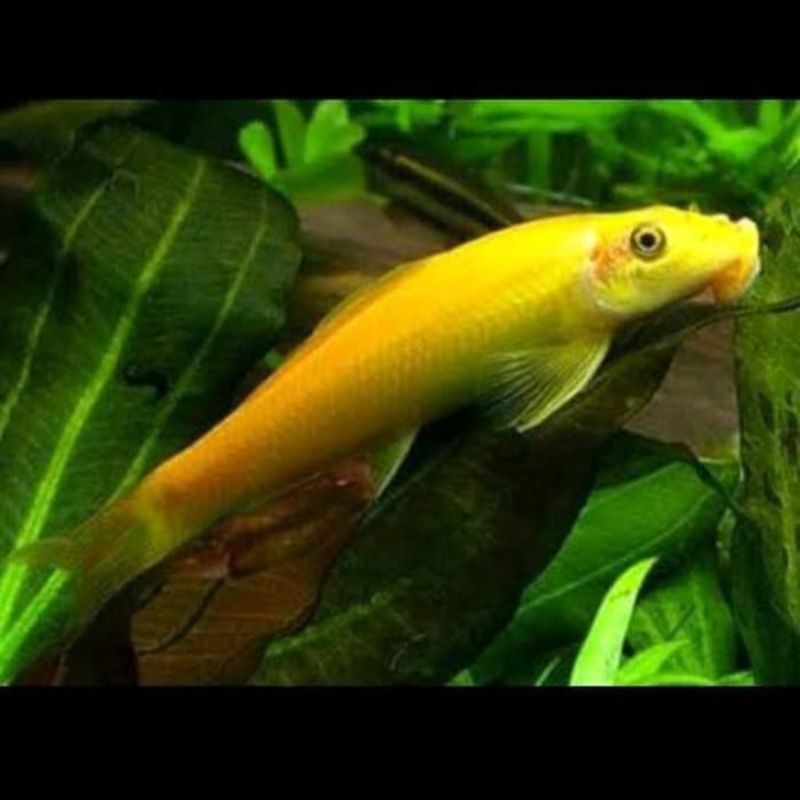 Ikan Hias Pemakan Alga Lumut Chinese Alga Eater CAE Aquarium Aquascape