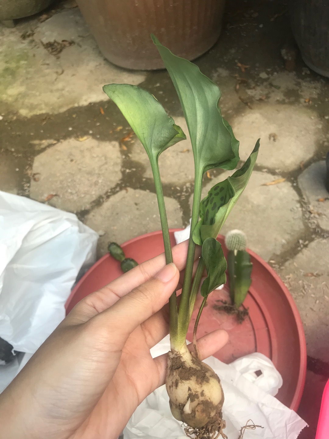 Sukulen Dan Kaktus Mini (drimiopsis Maculata)