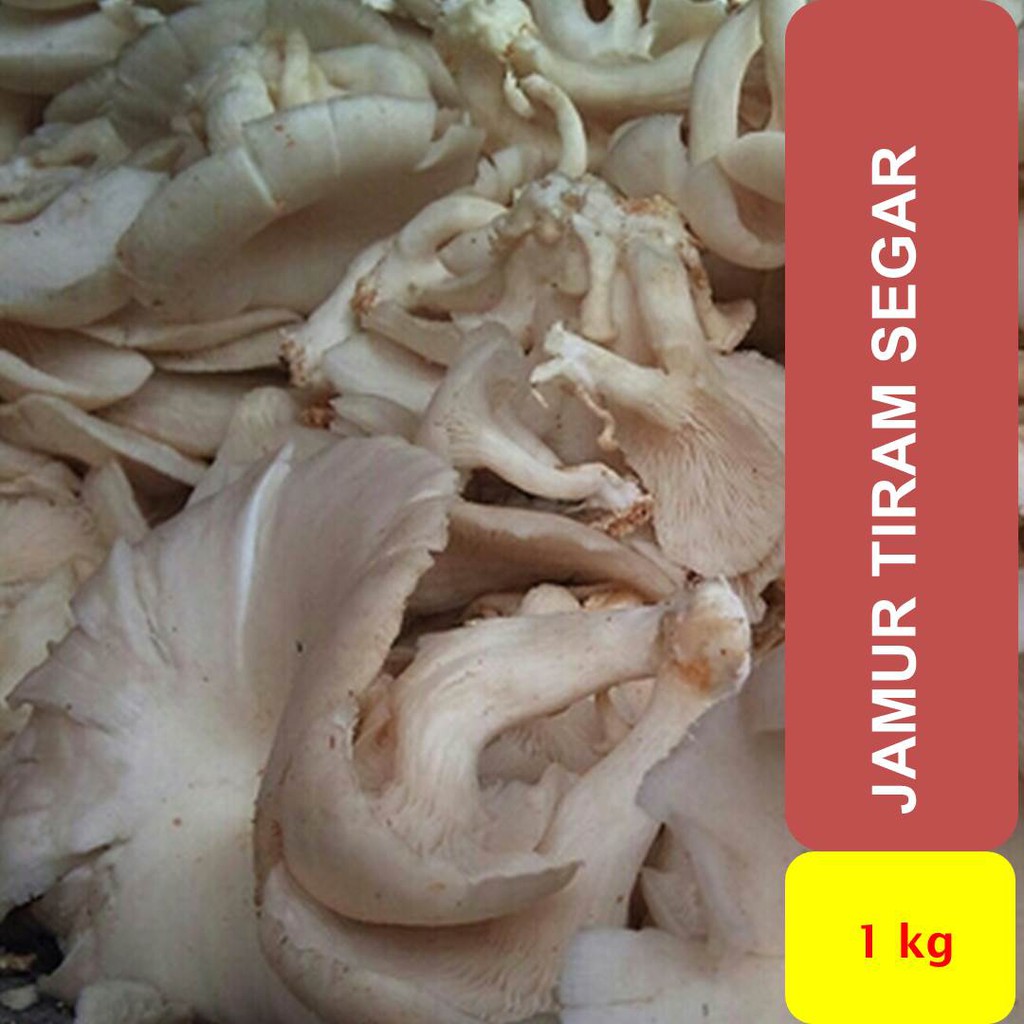 

Jamur Tiram Segar kemasan 2 kg