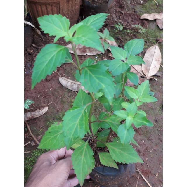 Tanaman Herbal Kumis Kucing - Tanaman Kumis Kucing