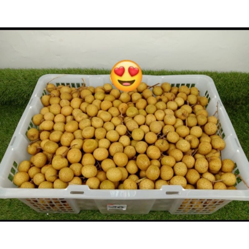 

Kelengkengimportgold