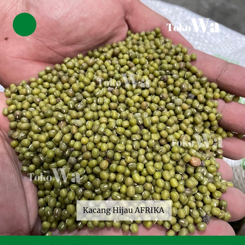 Kacang hijau toge / kacang ijo toge tauge IMPOR AFRIKA / pengrajin toge