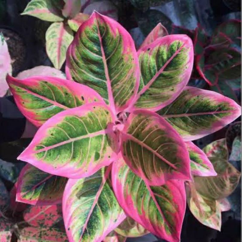 tanaman hias aglonema lotus delight limited Shopee Indonesia tanaman hias aglonema lotus delight limited Shopee Indonesia