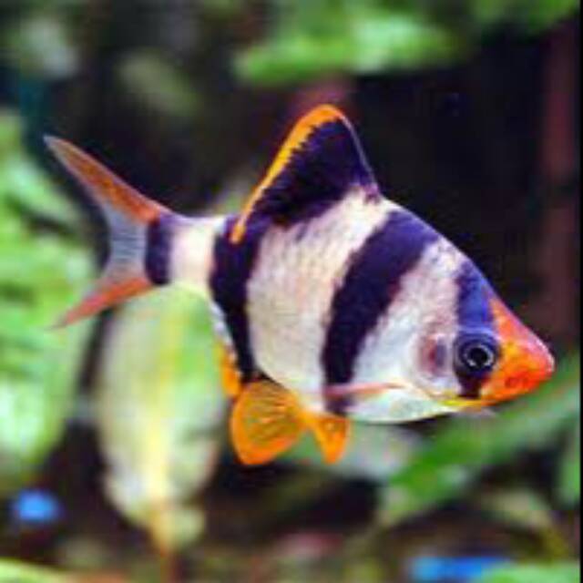 ikan hias Sumatra barb