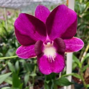 Anggrek Dendrobium Dragon Pink Dewasa