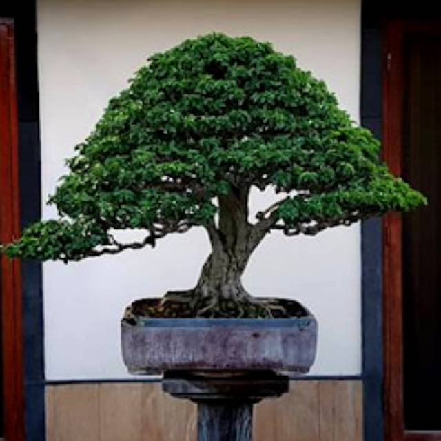 Bahan bonsai gulo gumantung/gulgum (dongkelan)