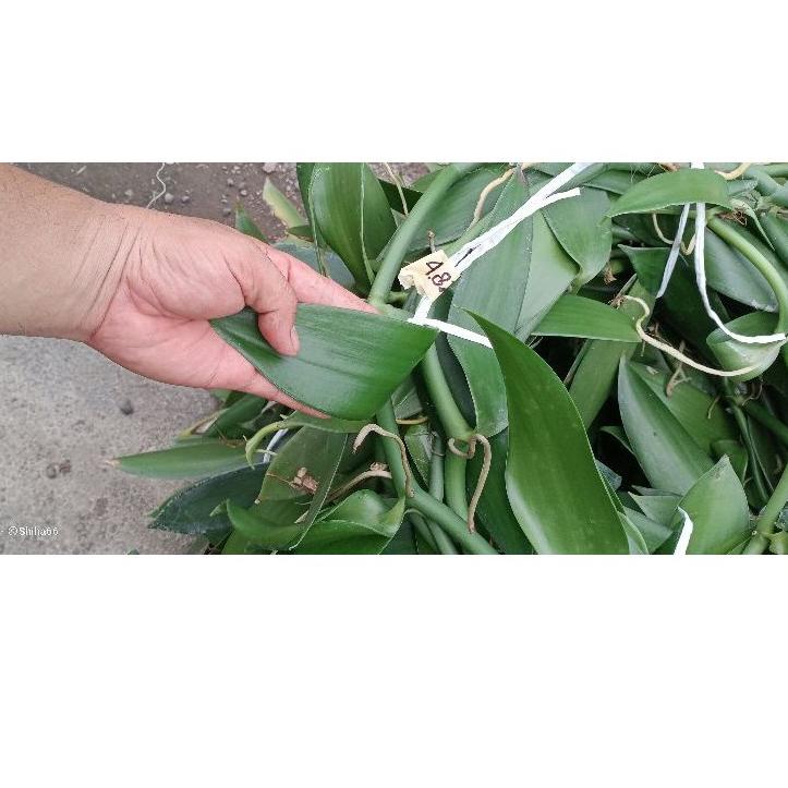 Insta Sell Bibit unggul Vanili 1 meteran. jenis planifolia