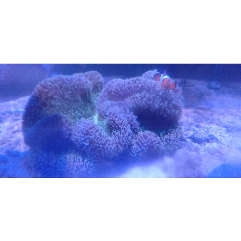 Anemon karpet  (rumah nemo)