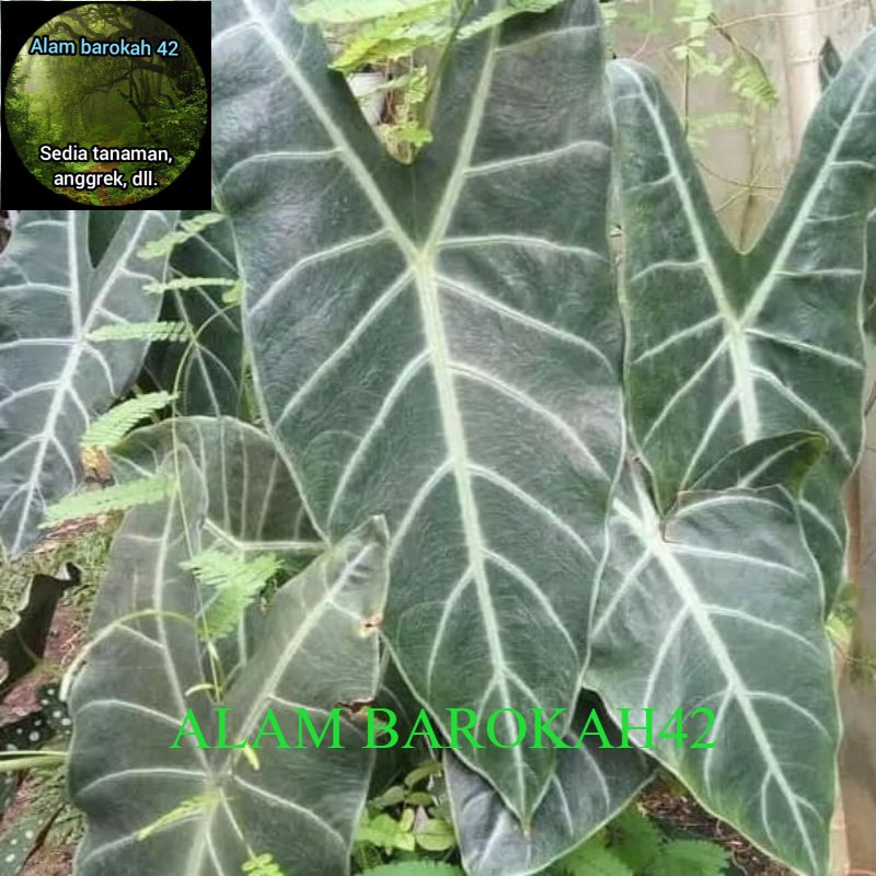 Tanaman hias keladi kuping kelinci ungu