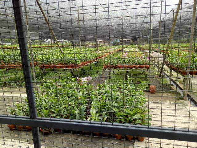 Paket Anggrek Dewasa