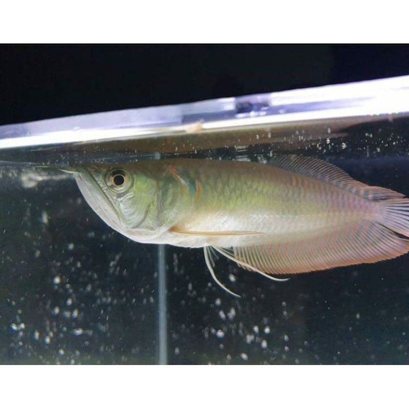 ikan arwana silver red ukuran 30cm