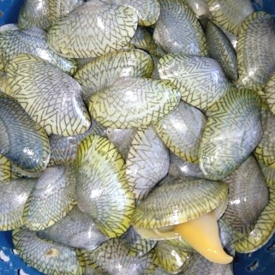 

kerang batik 1kg