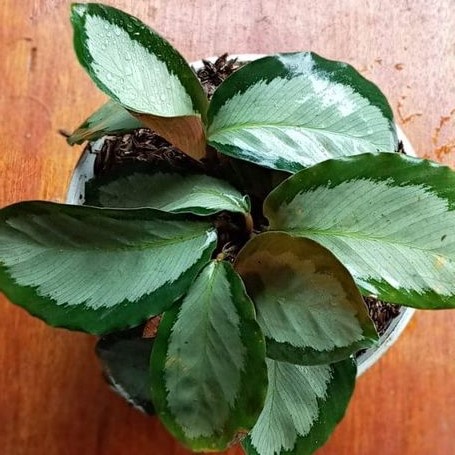 darkstar calathea tanaman hias daun