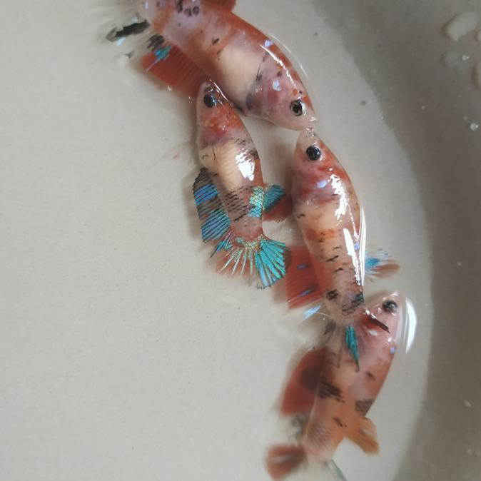 ⭐⭐⭐⭐⭐ Paketan Partaian Ikan Cupang Betina Female Nemo Koi Galaxy Multicolor