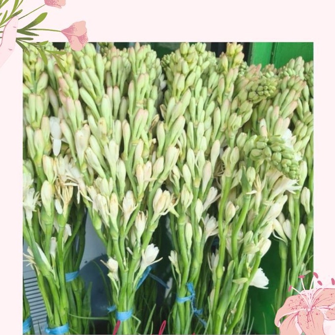 BUNGA SEDAP MALAM. Bunga asli segar