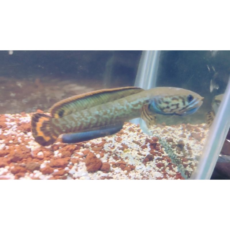 Channa Bleheri WC Rainbow Snakehead