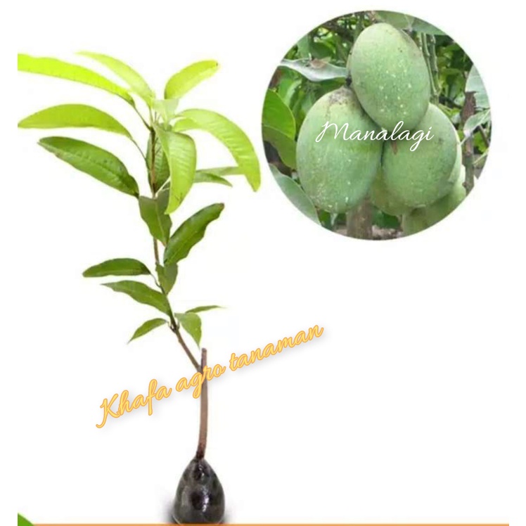Bibit mangga manalagi  unggul