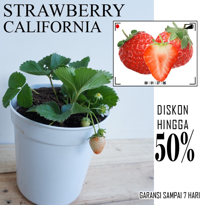 Bibit Buah Strawberry california - Buah Stroberi