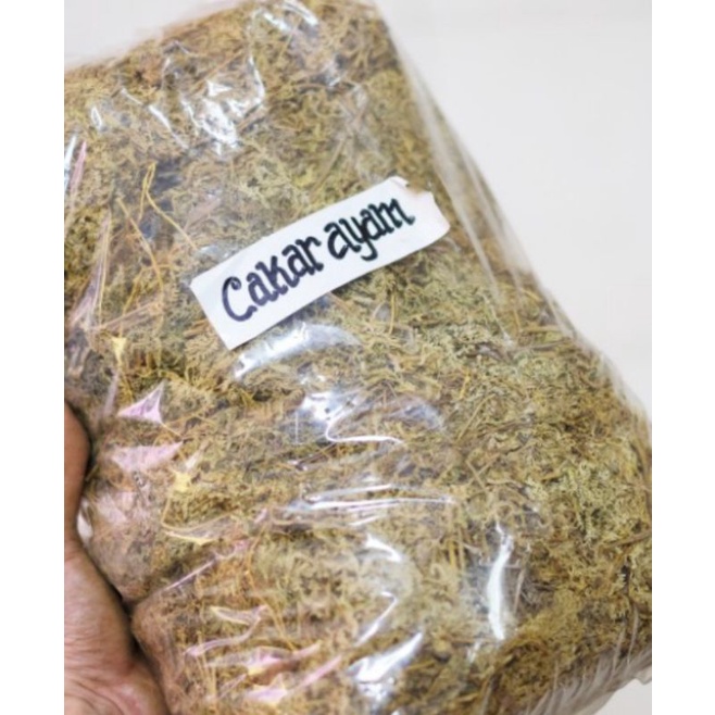 

Daun cakar ayam kering 500gr