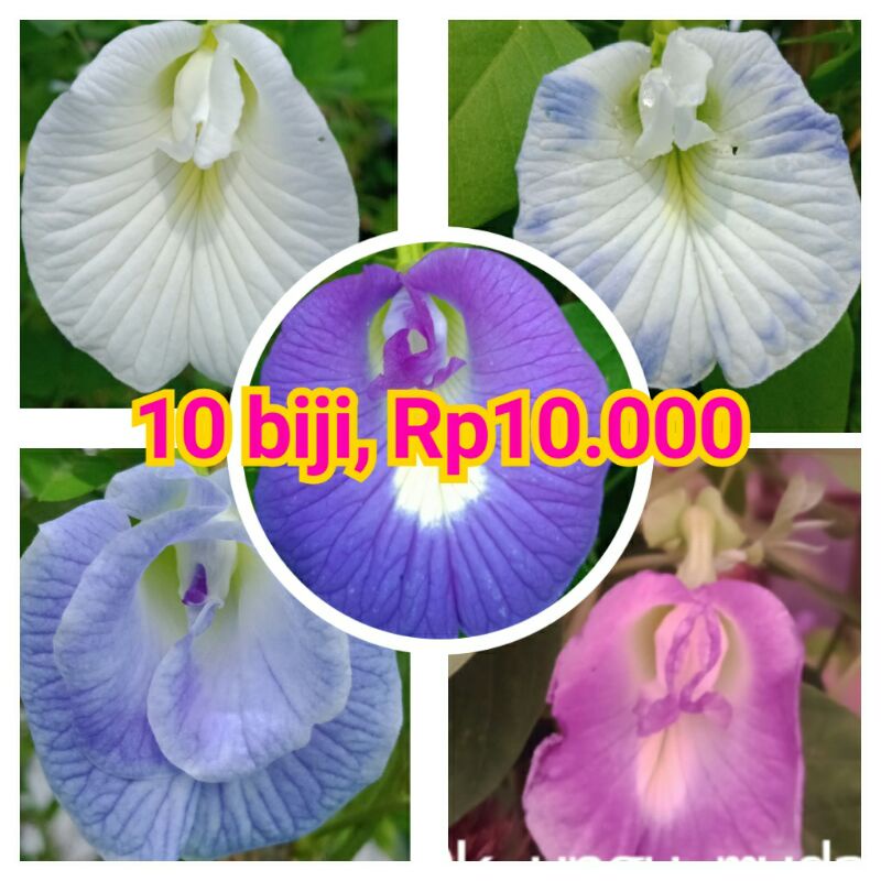 

biji bunga telang single