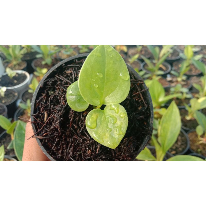 Jemani Tornado Varigata