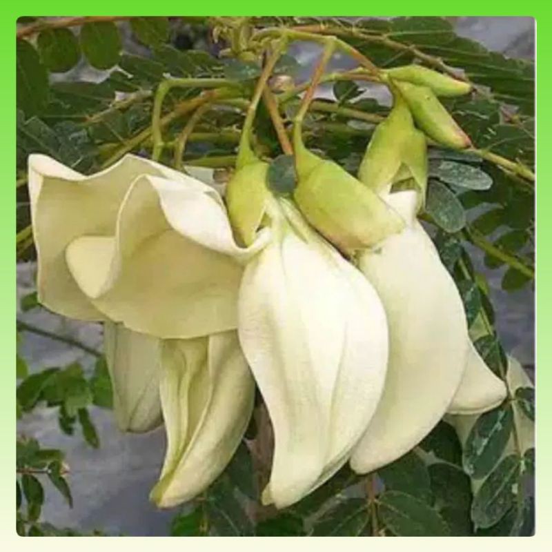 50 Benih Kembang Turi Putih