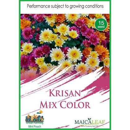 Bibit Bunga Krisan Benih Bunga krisan Mix Color Maica Leaf