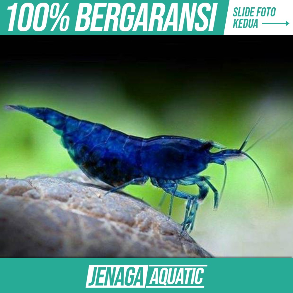 Hiasan Aquarium Udang Hias Blue Diamond Algae Eater Pemakan Lumut Aquascape