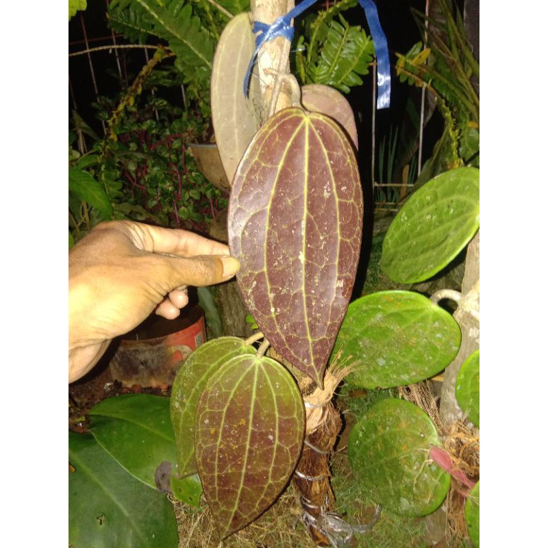 hoya_kornosa_merah
