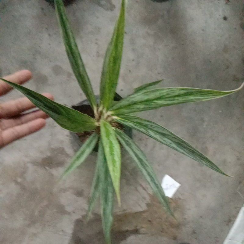 aglaonema bambu batik javanese