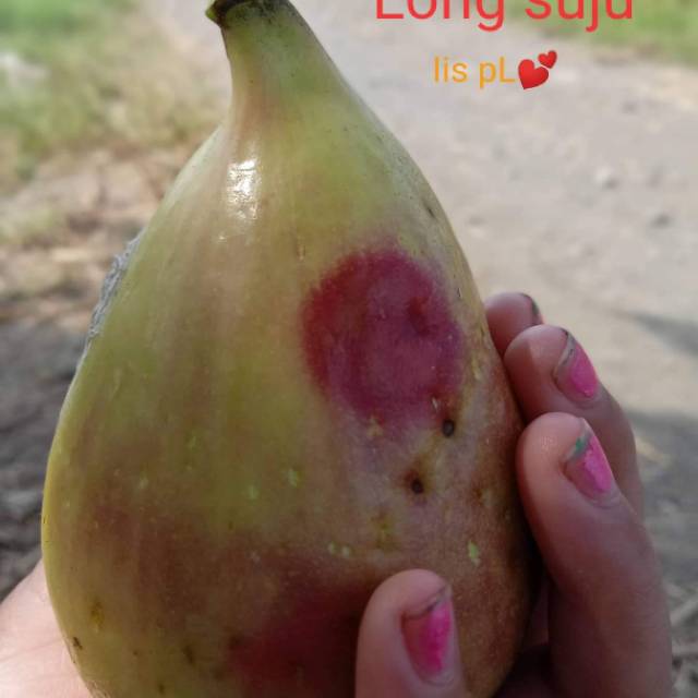 

Bibit buah tin jenis long suju