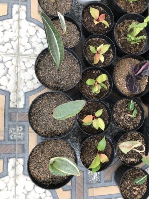 Tanaman Hias Sansivera Masoniana White Varigata Plus Pot Nursery