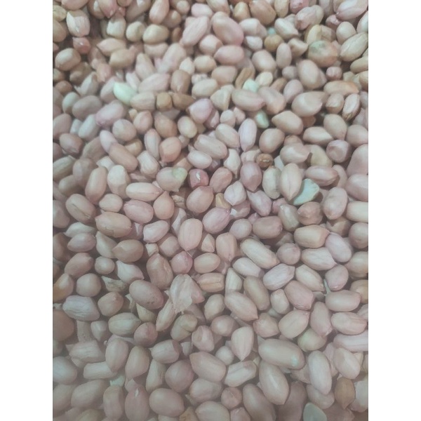 

kacang tanah
