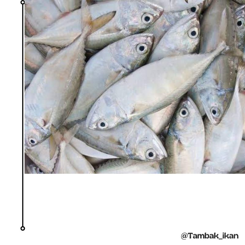 

Ikan Kembung Gepeng Segar 1KG