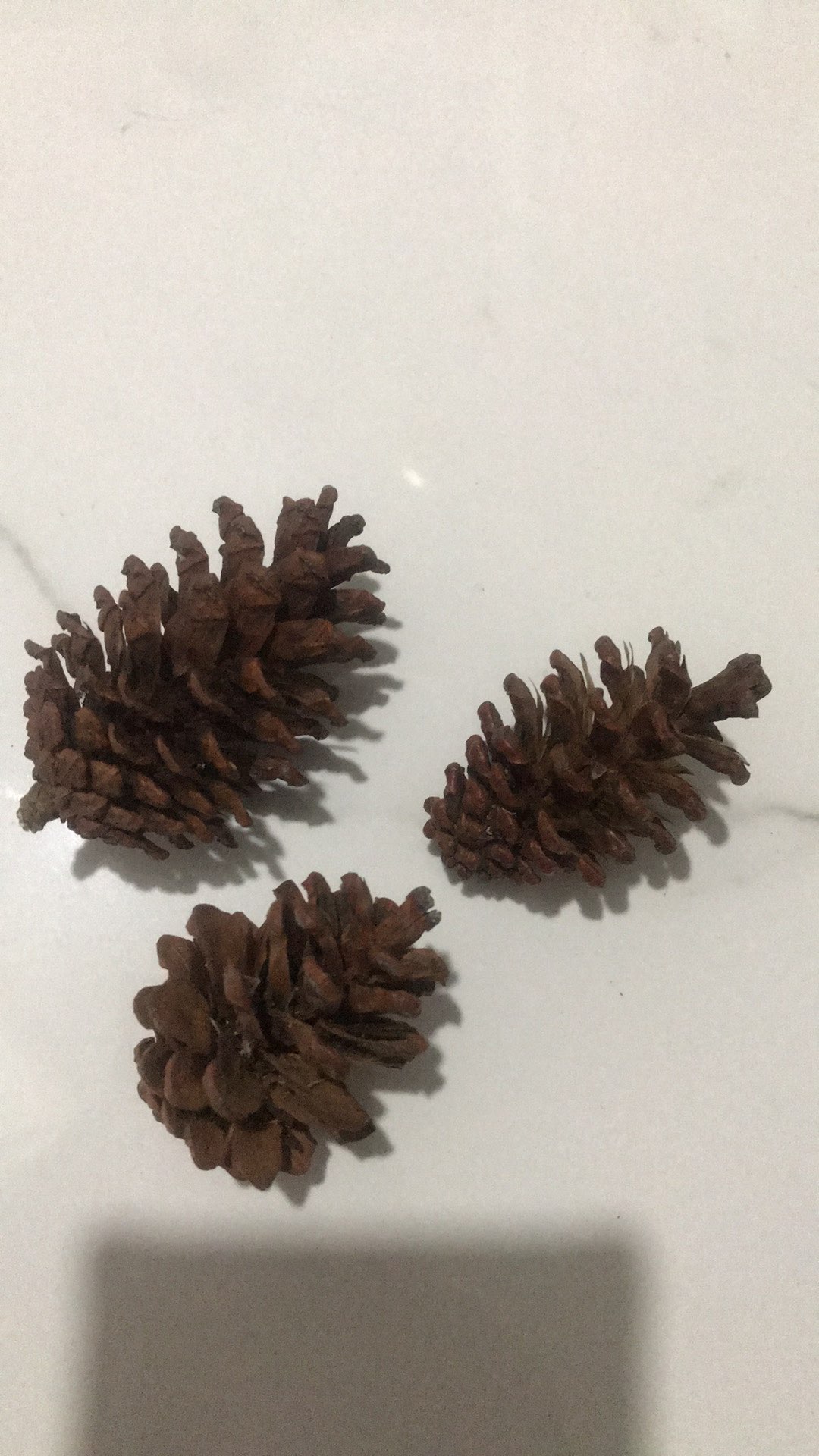 Biji Pinus Buah Kering Kerajinan Rustic Craft Mahar Ring Box Bearer Kotak Cincin Wood Slice