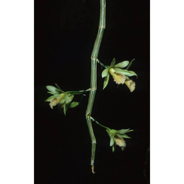 Anggrek Dendrobium stuartii