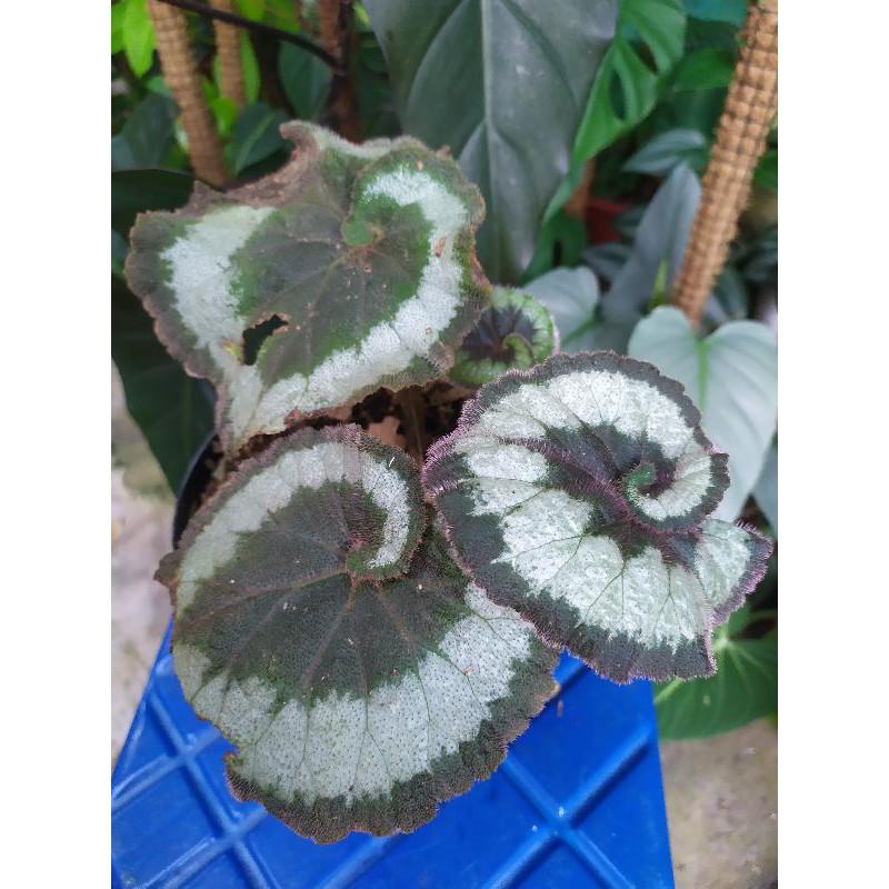 Begonia Keong