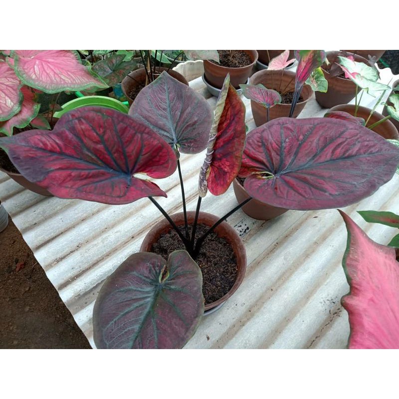 Caladium/Keladi H51/Black Angel