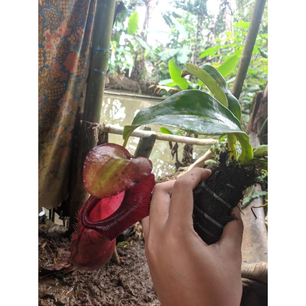 Tanaman Kantong_SEMAR