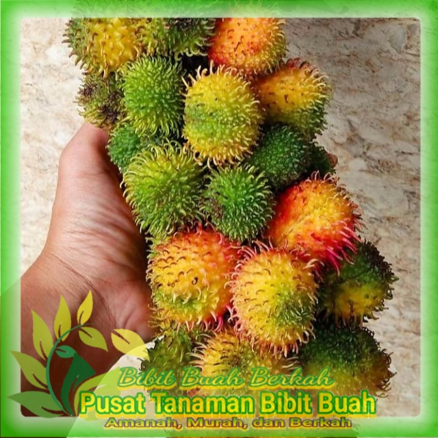 

Bibit Rambutan Rapiah Hasil Okulasi